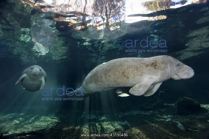  : West Indian manatee (Trichechus manatus), with young