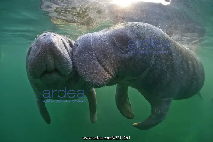 : West Indian Manatees (Trichechus manatus), Florida : West Indian Manatees (Trichechus manatus), Florida