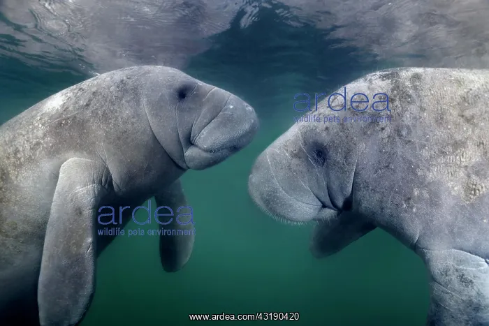 : West Indian manatees (Trichechus manatus), pair : West Indian manatees (Trichechus manatus), pair