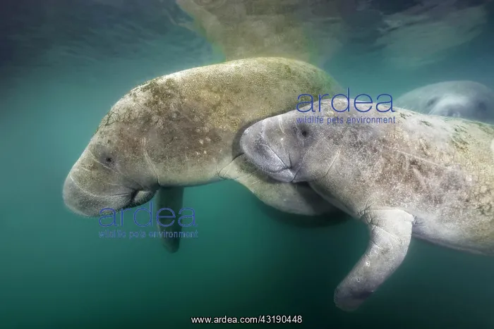 : West Indian manatees (Trichechus manatus), pair