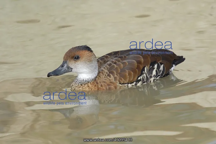 : West Indian Whistling-Duck : West Indian Whistling-Duck