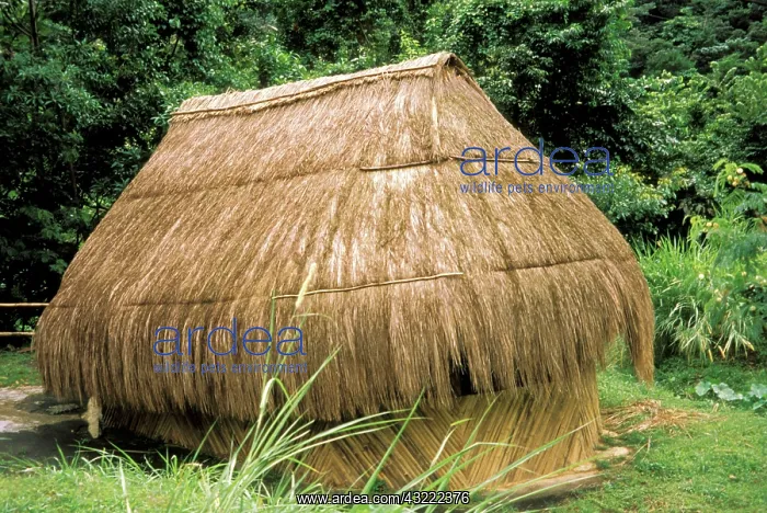 : West Indies, Caribbean, Dominica, Carib : West Indies, Caribbean, Dominica, Carib