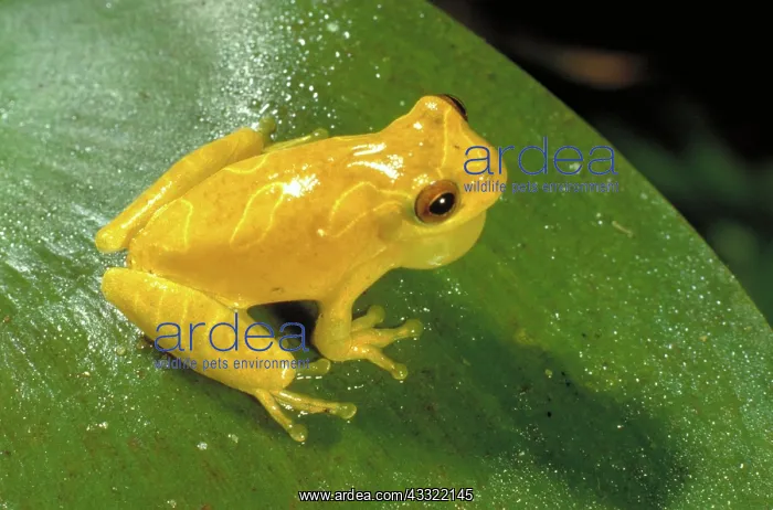 : West Indies tree frog : West Indies tree frog