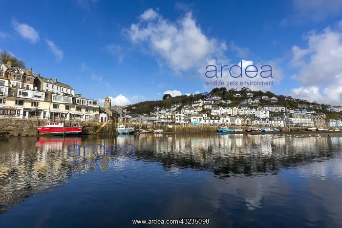 : West Looe - Cornwall - UK : West Looe - Cornwall - UK