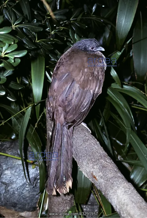 : WEST MEXICAN CHACHALACA : WEST MEXICAN CHACHALACA