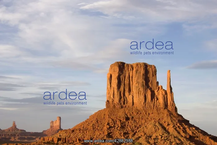: West Mitten Butte : West Mitten Butte