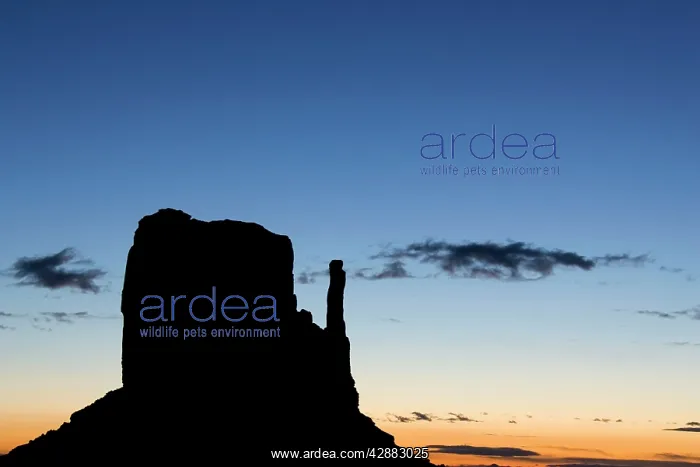 : West Mitten Butte : West Mitten Butte