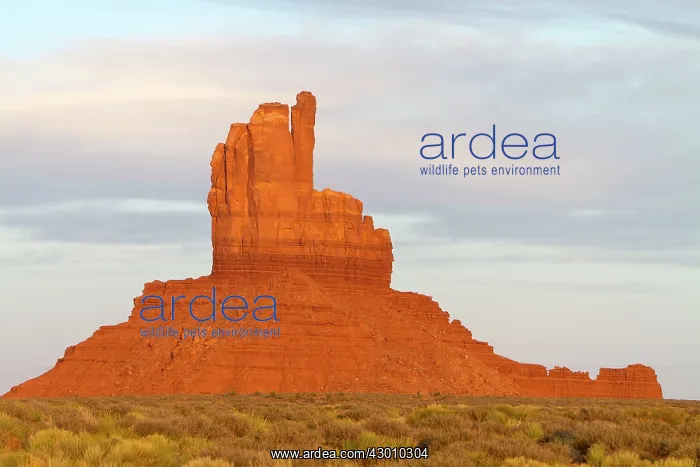 : West Mitten Butte : West Mitten Butte