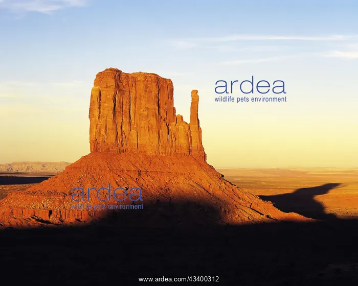 : West Mitten Butte in the early morning, Monument : West Mitten Butte in the early morning, Monument