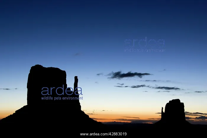: West Mitten Butte and East Mitten Butte at dawn : West Mitten Butte and East Mitten Butte at dawn