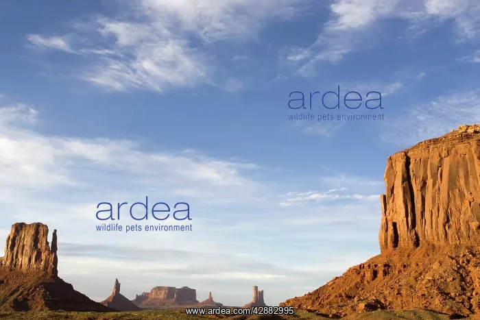 : West Mitten Butte (on the left) and Merrick Butte : West Mitten Butte (on the left) and Merrick Butte