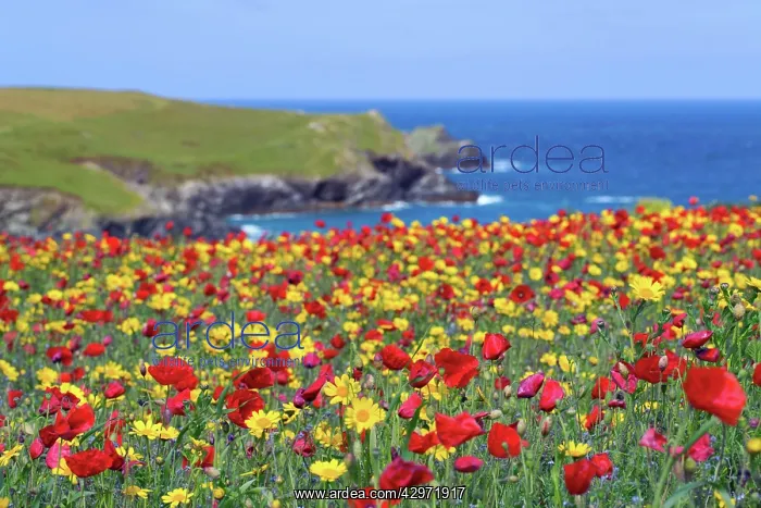 : West Pentire Coastal Scene - Poppies (Papaver rhoeas) : West Pentire Coastal Scene - Poppies (Papaver rhoeas)