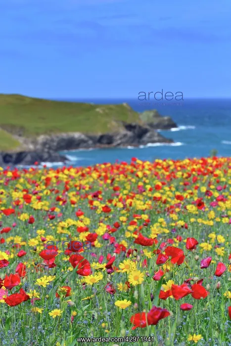 : West Pentire Coastal Scene - Poppies (Papaver rhoeas) : West Pentire Coastal Scene - Poppies (Papaver rhoeas)
