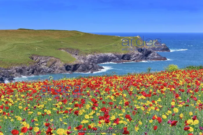 : West Pentire Coastal Scene - Poppies (Papaver rhoeas) : West Pentire Coastal Scene - Poppies (Papaver rhoeas)