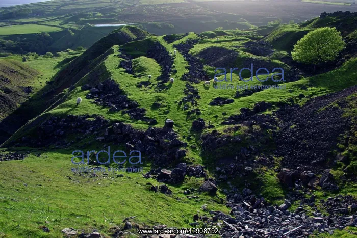 : West Rigg Open Cut-old iron ore mine, SSSI, beside Westgate : West Rigg Open Cut-old iron ore mine, SSSI, beside Westgate