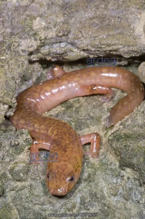  : West Virginia Spring Salamander