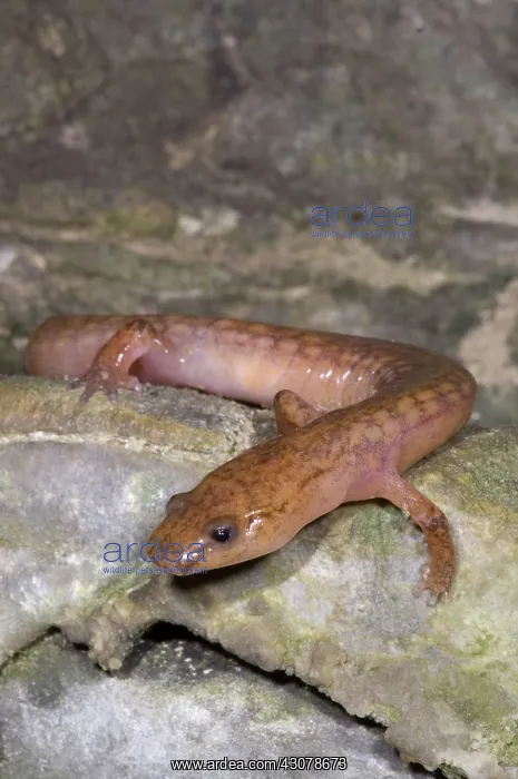 : West Virginia Spring Salamander : West Virginia Spring Salamander