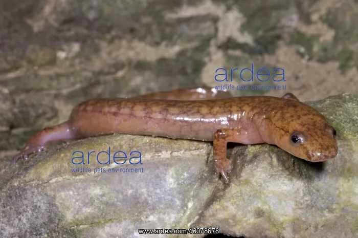 : West Virginia Spring Salamander : West Virginia Spring Salamander