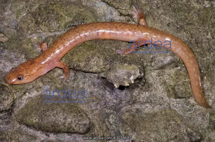 : West Virginia Spring Salamander : West Virginia Spring Salamander