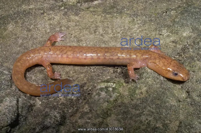 : West Virginia Spring Salamander : West Virginia Spring Salamander