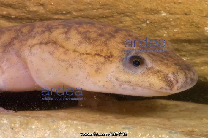 : West Virginia Spring Salamander : West Virginia Spring Salamander