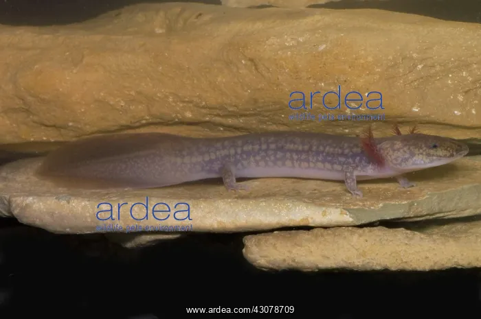 : West Virginia Spring Salamander : West Virginia Spring Salamander