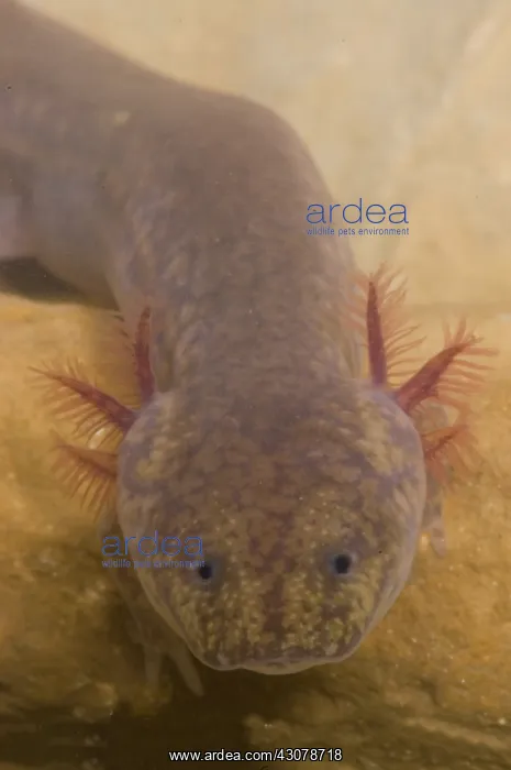 : West Virginia Spring Salamander : West Virginia Spring Salamander