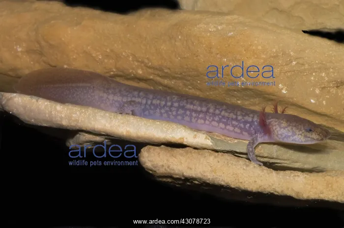 : West Virginia Spring Salamander : West Virginia Spring Salamander