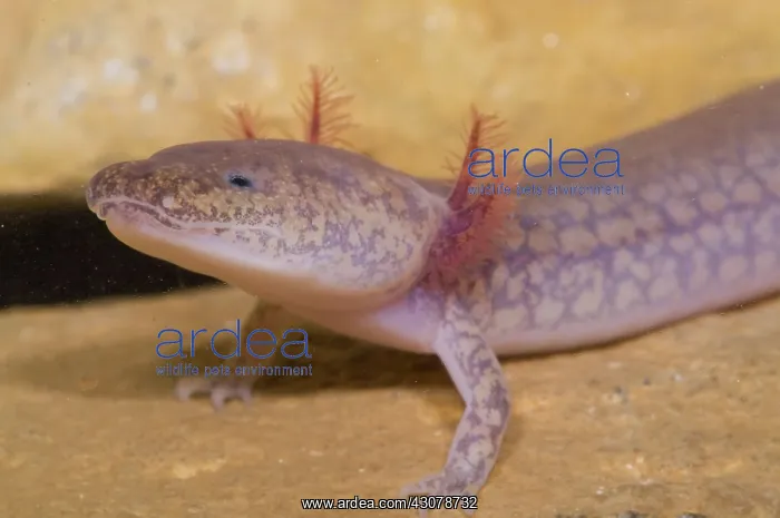 : West Virginia Spring Salamander : West Virginia Spring Salamander