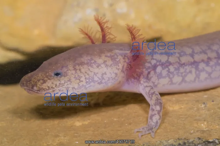 : West Virginia Spring Salamander : West Virginia Spring Salamander