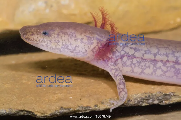 : West Virginia Spring Salamander : West Virginia Spring Salamander