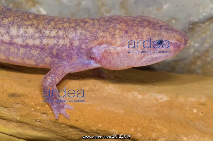 : West Virginia Spring Salamander : West Virginia Spring Salamander