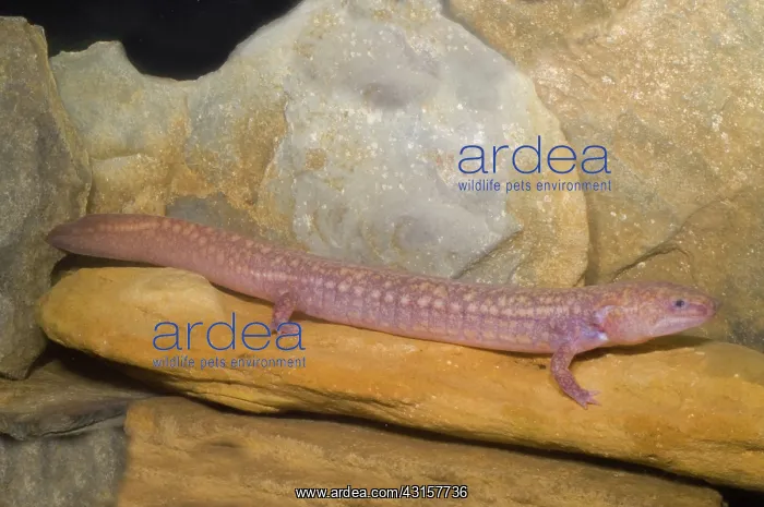 : West Virginia Spring Salamander : West Virginia Spring Salamander