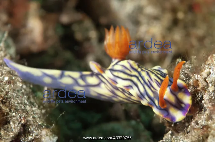  : West Wind Hypselodoris Nudibranch