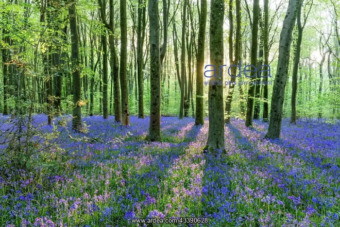 : West Woods - Bluebells - Wiltshire - UK : West Woods - Bluebells - Wiltshire - UK