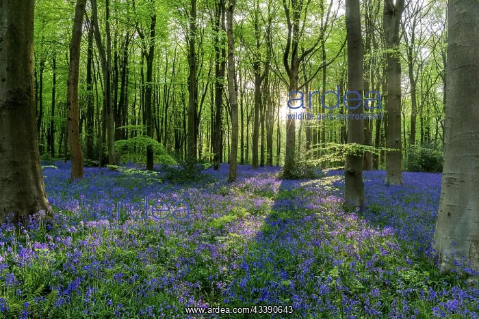 : West Woods - Bluebells - Wiltshire - UK : West Woods - Bluebells - Wiltshire - UK