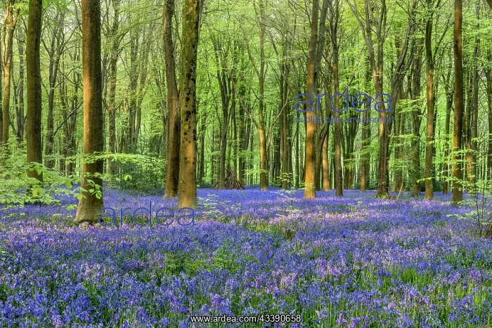 : West Woods - Bluebells - Wiltshire - UK : West Woods - Bluebells - Wiltshire - UK