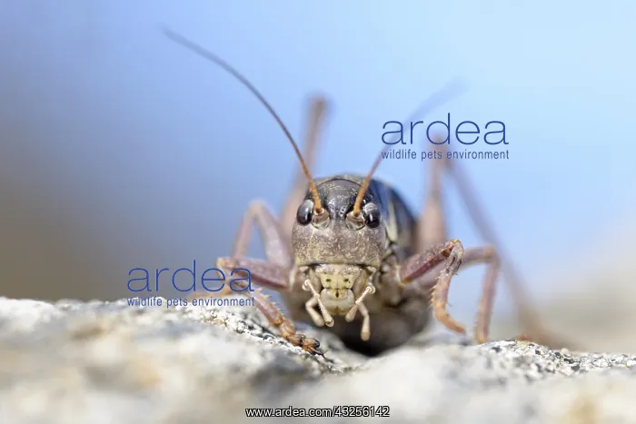 : Western Alpine Bush-cricket (Anonconotus occide : Western Alpine Bush-cricket (Anonconotus occide