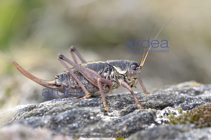 : Western Alpine Bush-cricket (Anonconotus occide : Western Alpine Bush-cricket (Anonconotus occide