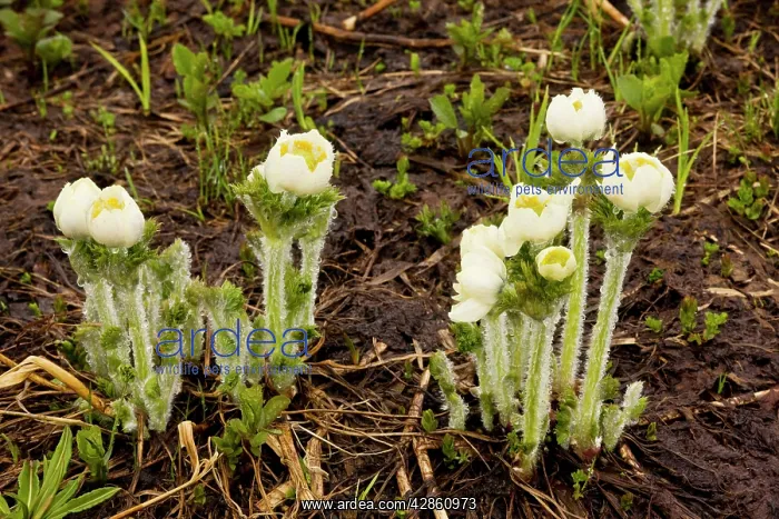 : Western Anemone / Western Pasque flower : Western Anemone / Western Pasque flower