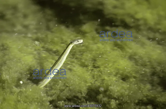 : Western Aquatic Garter Snake : Western Aquatic Garter Snake