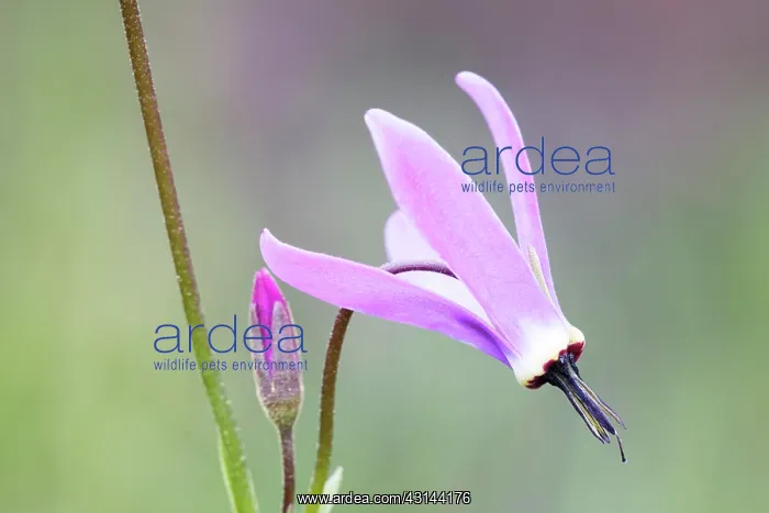 : Western Arctic Shootingstar : Western Arctic Shootingstar