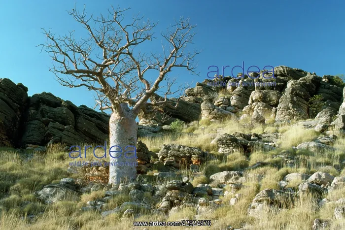 : Western Australia - Baobab / Boab Tree : Western Australia - Baobab / Boab Tree