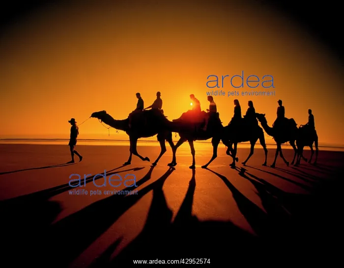 : Western Australia - broome camels on Cable beach : Western Australia - broome camels on Cable beach