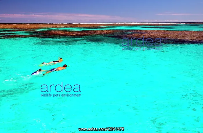 : Western Australia - couple snorkelling in the crystalline : Western Australia - couple snorkelling in the crystalline