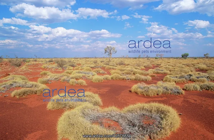 : Western Australia - Gibson desert, old spinifex : Western Australia - Gibson desert, old spinifex