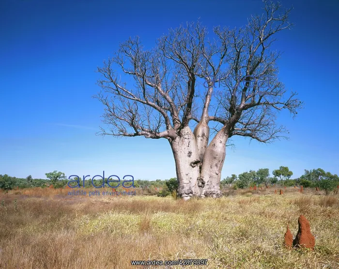 : Western AUSTRALIA - Kimberley Australian Baobab / Boab : Western AUSTRALIA - Kimberley Australian Baobab / Boab