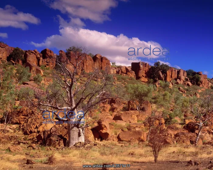 : Western AUSTRALIA - Kimberley, Australian Baobab / Boab : Western AUSTRALIA - Kimberley, Australian Baobab / Boab
