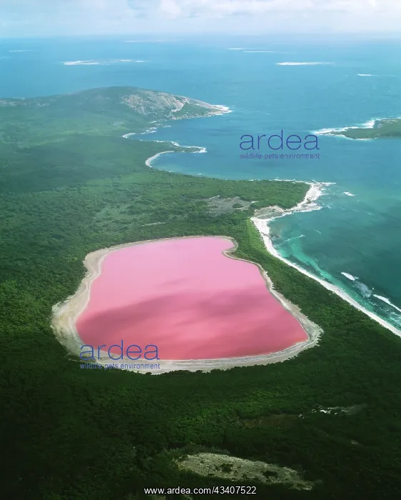 : WESTERN AUSTRALIA - Lake Hillier, Middle Island : WESTERN AUSTRALIA - Lake Hillier, Middle Island