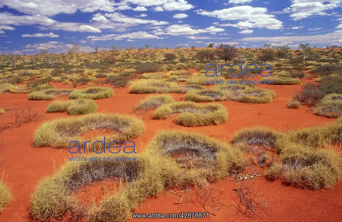 : Western Australia - little sandy desert, vegetated : Western Australia - little sandy desert, vegetated